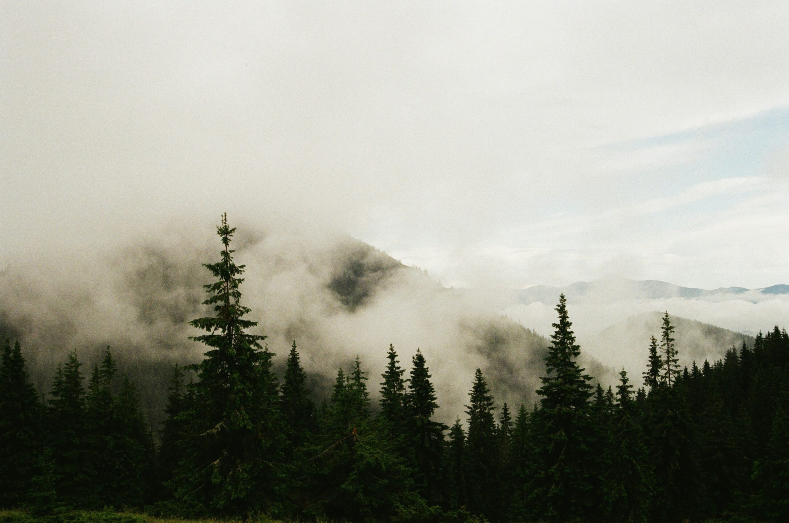 Foggy evergreen forest with distant misty mountains