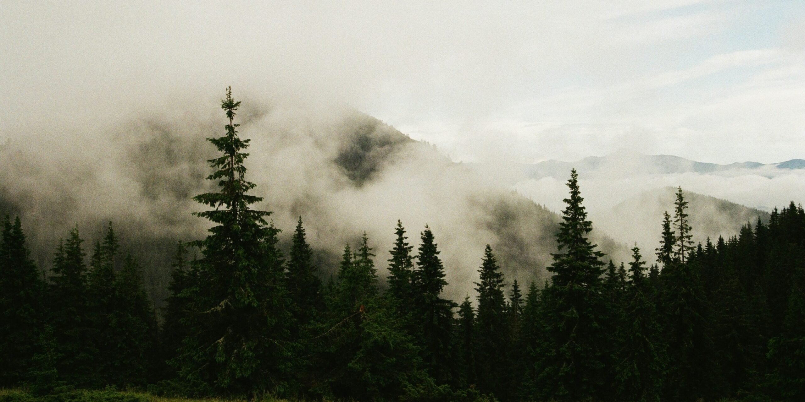 Fog envelops forested mountains, creating a serene and misty landscape scene