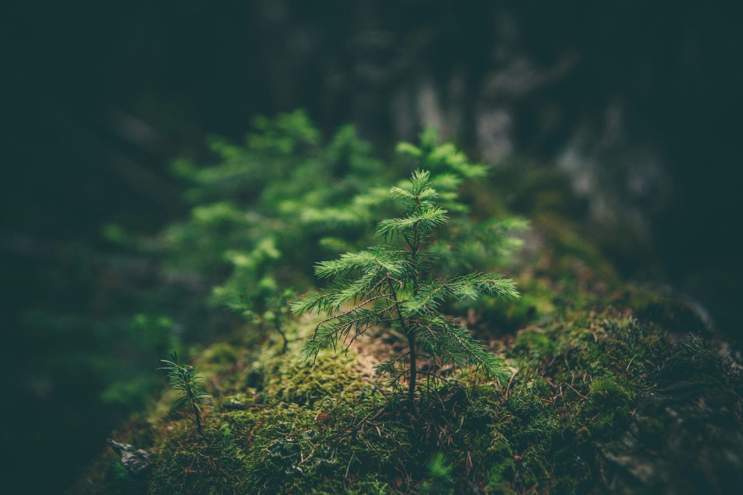 Young green pine sapling surrounded by moss on a forest floor