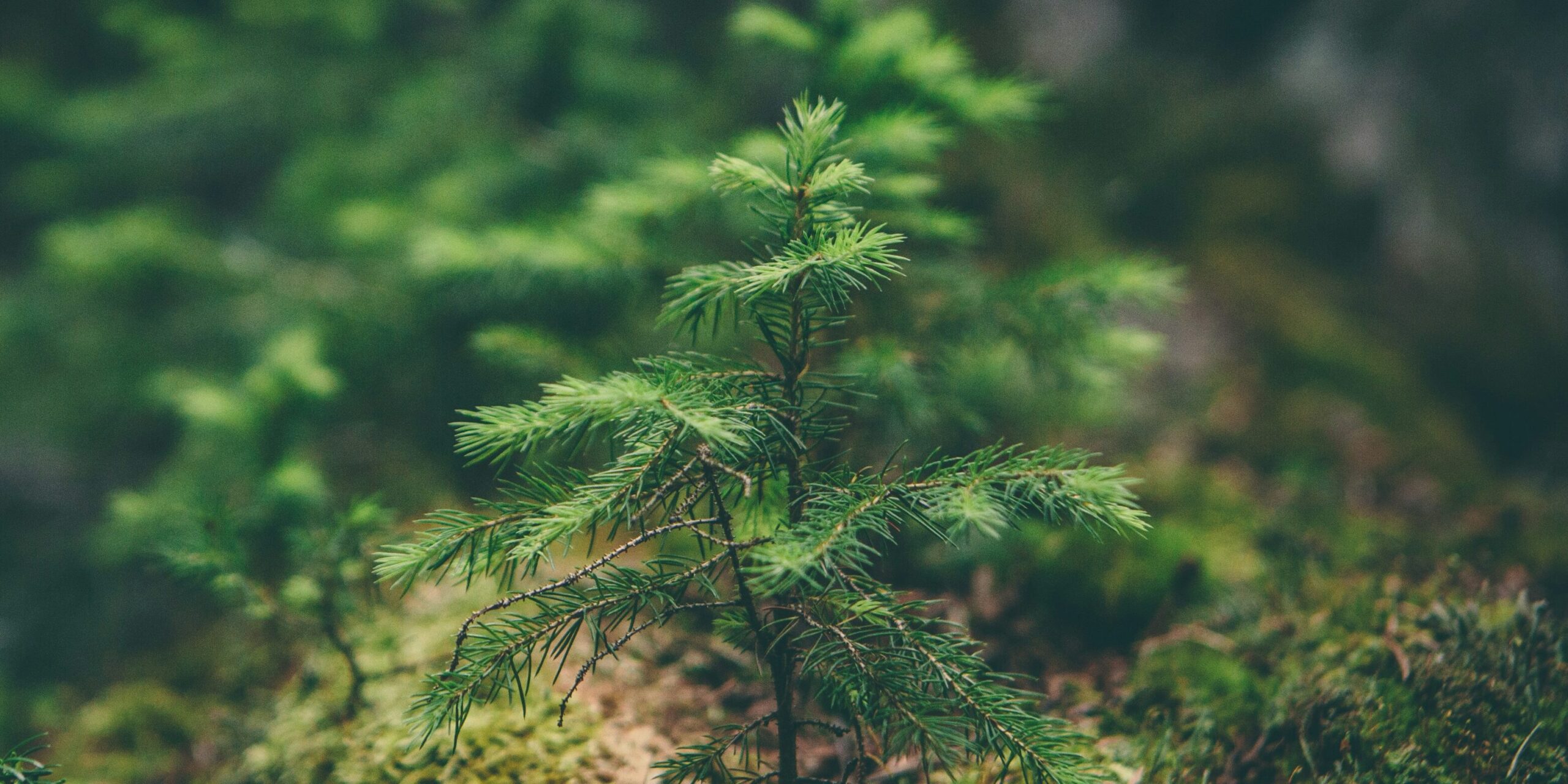 Close-up of a small evergreen tree with lush green needles