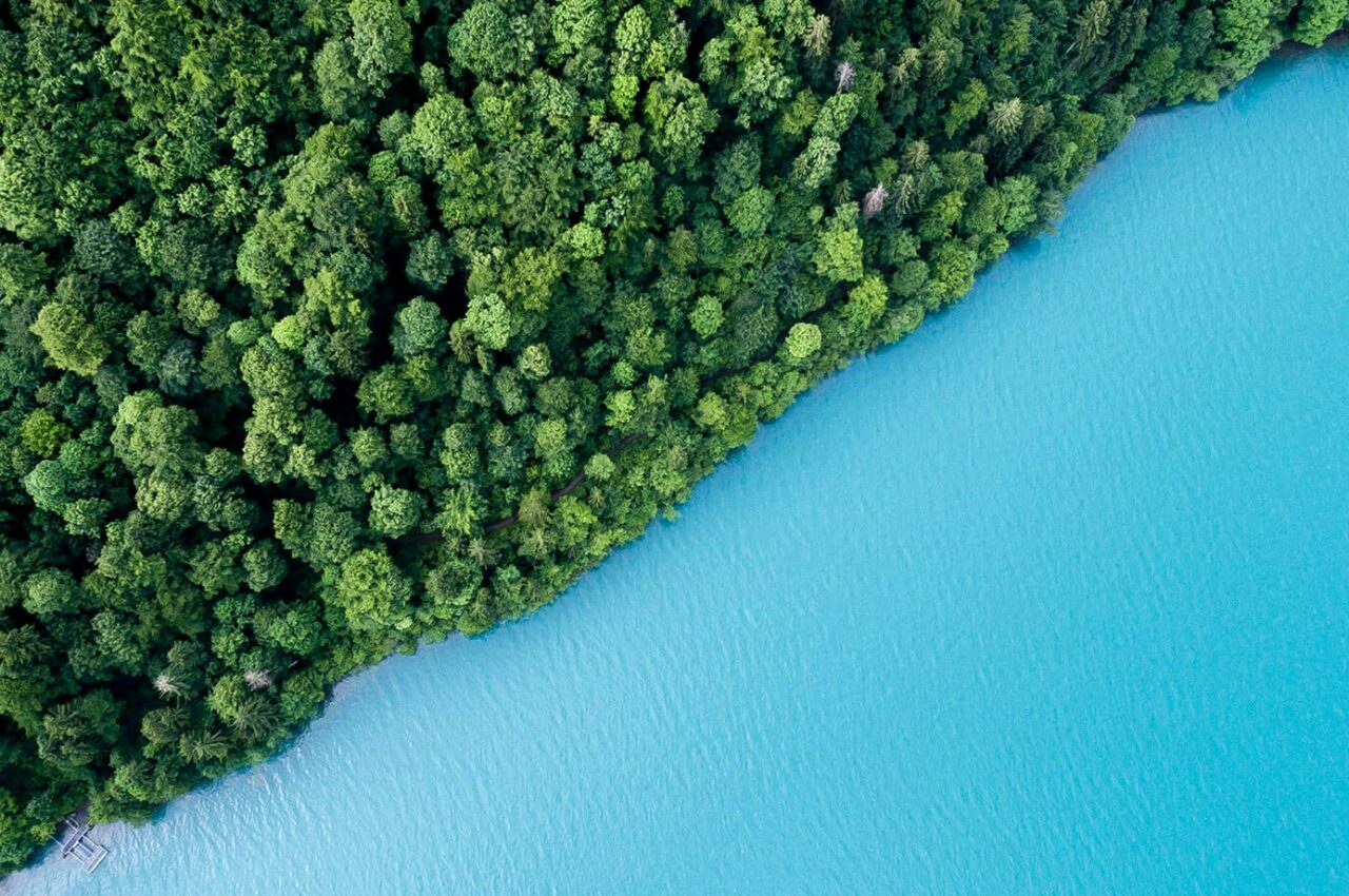 Aerial view of lush green forest meeting bright blue water