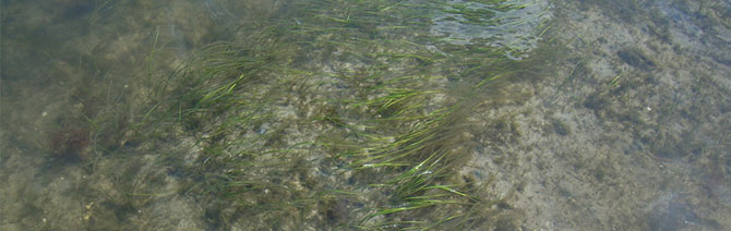 Seagrass1