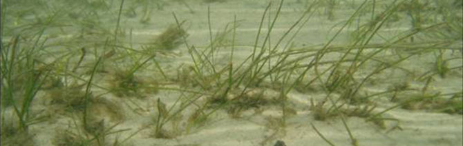 Seagrass2