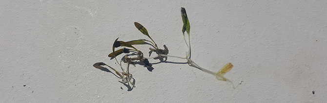 Seagrass4