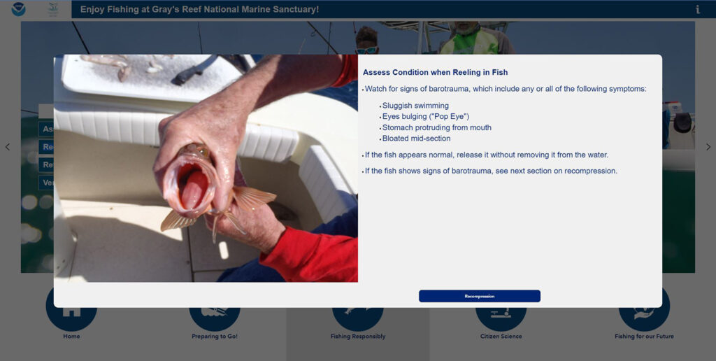 High-quality imagery is embedded to support best practice information to educate anglers on what to keep an eye out for when fishing at the reef.