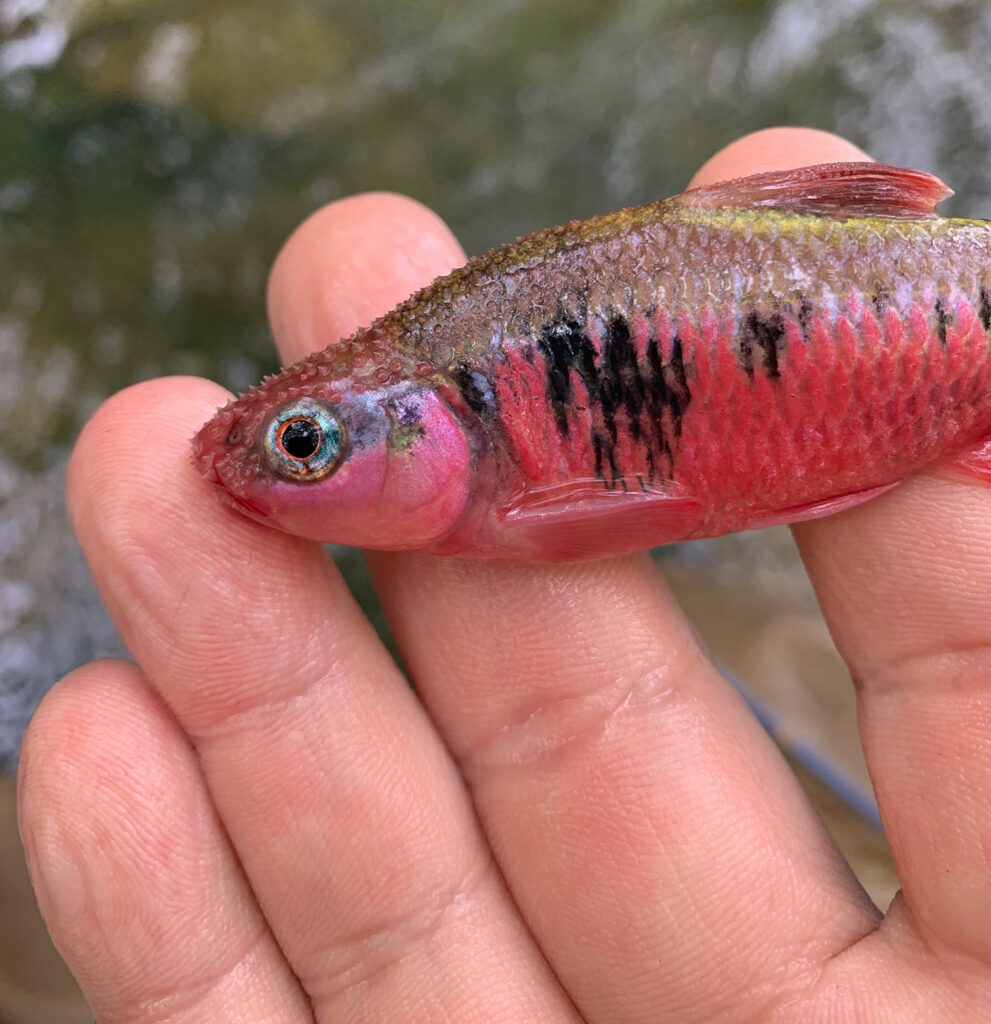 Male-Crescent-Shiner Nuptial male Crescent Shiner collected during a fish survey.
