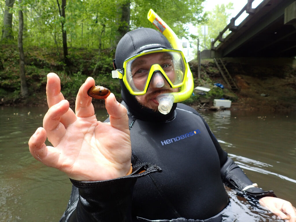 Tar-River-Spinymussel Me holding a recaptured, federally endangered Tar River Spinymussel during a mussel survey.