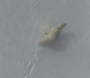Enhanced photo of identified polar bear. Photo courtesy of NOAA and USFWS.