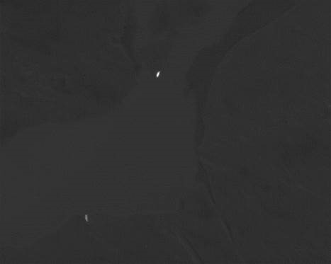 Aerial thermal image showing successful seal identification in Northern Alaska. Photo courtesy of National Oceanic And Atmospheric Administration (NOAA) and U.S. Fish and Wildlife Service (USFWS).