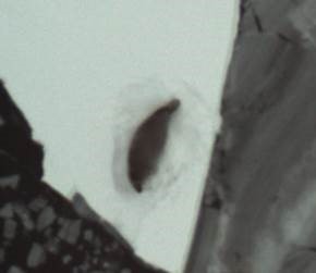 Enhanced photo of identified nesting seals. Photo courtesy of NOAA and USFWS.