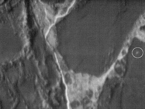 Aerial thermal image showing successful polar bear identification. Photo courtesy of NOAA and USFWS.