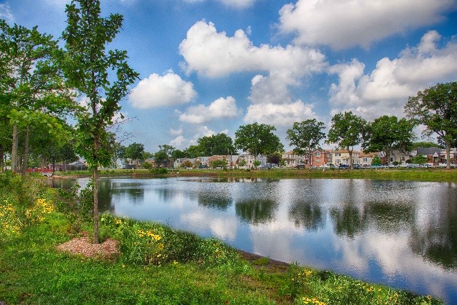 View of Springfield Lake after deepening by hydraulic dredging, shoreline contoured with shelves and planted with native wetland vegetation.
