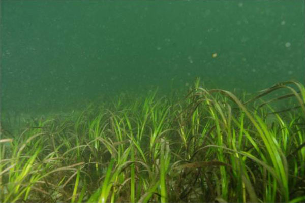 San Francisco Bay Eelgrass Habitat